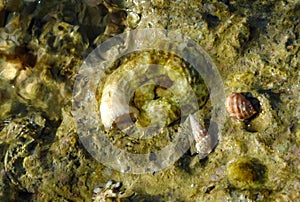 Tubular house of a polychaete worm and small gastropods on a stone on the shore in the area of Hurghada, Egypt