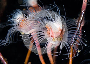 Tubular hydroid underwater with its pink and white polyps