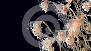 Tubulariae bell Hydroid jellyfish underwater on black background of White Sea.