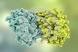 Tubulin, a component of microtubules