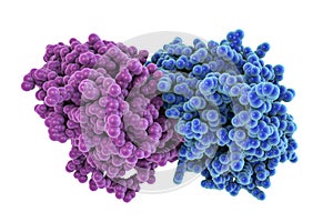 Tubulin, a component of microtubules photo
