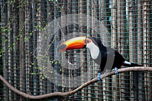 Tucan