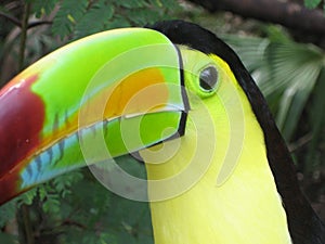 Tucan