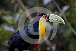 Tucan