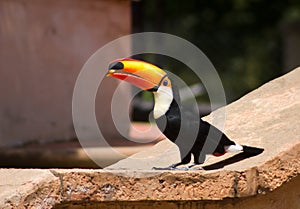 Tucan bird eating a nut