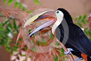 Tucan bird with mouth open