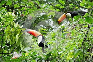 Tucan birds on the green tree