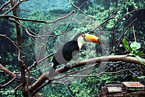 Tucan