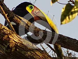 Tucan photo