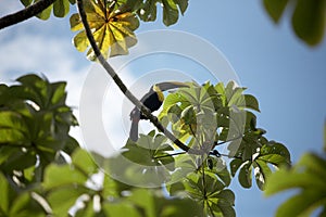 Tucan in green leaves and tree