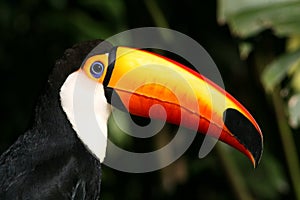 Tucan portrait