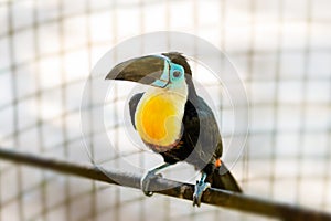 Tucan tropical bird in captivity caged endangerous species beautiful rare photo