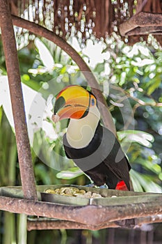 Tucano, Parque das Aves, Foz do Iguacu, Brazil. photo