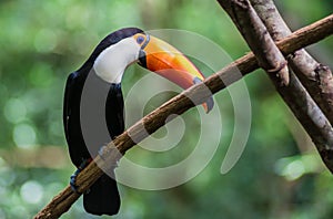 Tucano-toco bird Ramphastos toco close up portrait  in the wild Parque das Aves, Brasil - Birds place park in Brasil photo