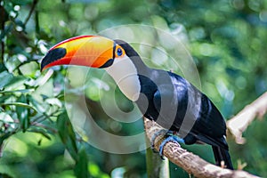 Tucano-toco bird Ramphastos toco close up portrait  in the wild Parque das Aves, Brasil - Birds place park in Brasil