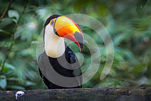 Tucano-toco isolated bird close up portrait Ramphastos toco