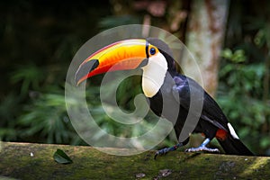 Tucano-toco isolated bird close up portrait Ramphastos toco