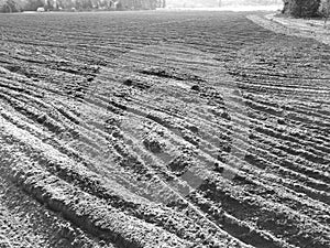 Tuchola Pinewoods. Artistic look in black and white.