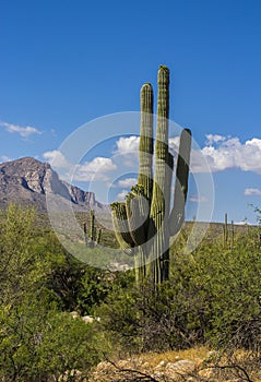 Tucson Arizona Desert