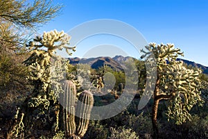 Iconic Sonoran Desert plants and a mountain in Tucson Mountain Park photo