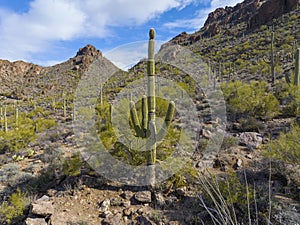 Tucson Mountains aerial view, Tucson, AZ, USA