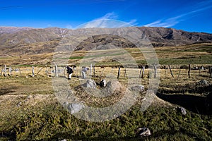 Tucuman Argentina Calchaquies valley arid and dry with mountains rocks in Tafi del Valle conifers molles and cardones cactus