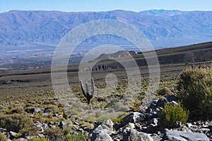 Tucuman Argentina Calchaquies valley arid and dry with mountains rocks in Tafi del Valle conifers molles and cardones cactus
