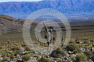 Tucuman Argentina Calchaquies valley arid and dry with mountains rocks in Tafi del Valle conifers molles and cardones cactus