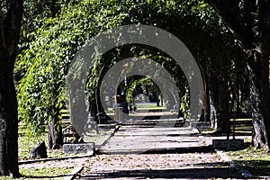 Tucuman pedestrian path tree tunnel in the Plaza Independencia