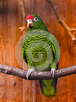 TucumÃ¡n-Amazone with beautiful feathers sitting on a branch