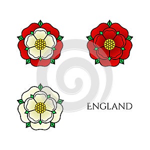 Tudoe rose of Englnd vector illustration