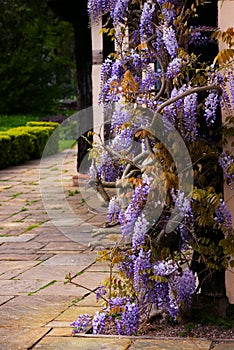 Tudor antique house Blakesley Hall entrance wisteria twine vine decorative tree flower uk Birmingham