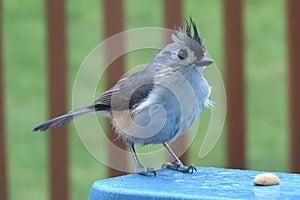 Tuffed Titmouse