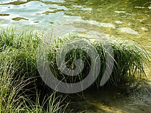 A tuft of aquatic grass
