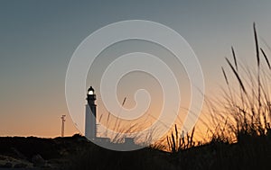 Tuft of beach grass in the sunshine and a lighthouse tower at sunset Trafalgar, Cadiz, Spain