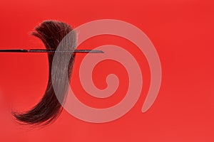 A tuft of brown hair with a curved tip in a comb hangs on a red background. Weakened lifeless dry hair photo