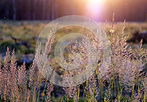 Tuft grass Calamagrostis epigeios on a sunset.