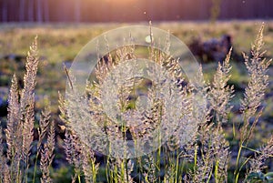 Tuft grass Calamagrostis epigeios on a sunset.