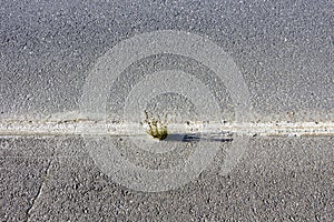 Tuft of grass growing on roadside