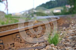 Tuft of grass grows next to railroad tracks