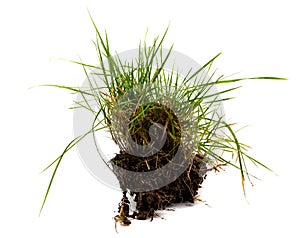 Tuft of grass isolated on white background