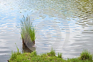 Tuft of grass near lake shore, rippled water. Wellness background