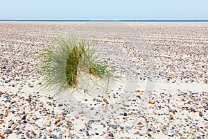 Tuft of grass