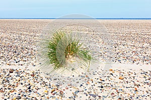 Tuft of grass in the sand
