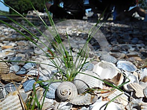 Tuft of Grass Among Shells