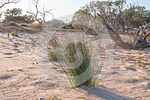 Tuft of Grass in the Tirari Desert