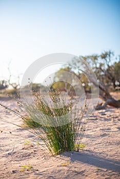 Tuft of Grass in the Tirari Desert