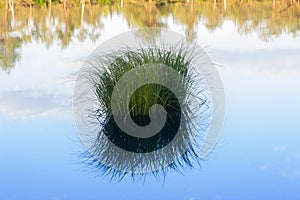 Tuft of Grass in Water Reflection