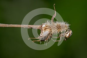 Tuft-legged Orbweaver - Mangora placida photo