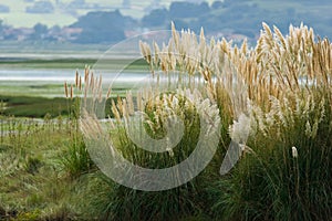 Tuft of pampas grass